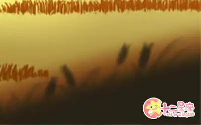 始終相信求人不如求己的生肖女