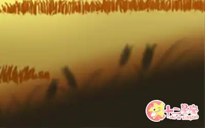 始終相信求人不如求己的生肖女