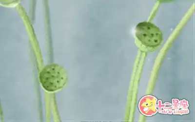 即使不捨，也會心存感激揮手道別的生肖