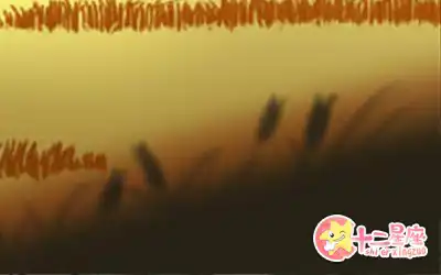總喜歡在購物任性放飛自己的生肖女